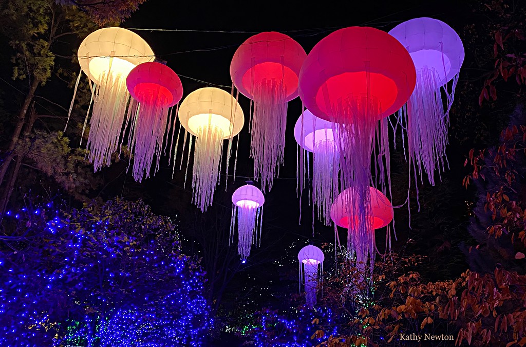 Zoo Lights